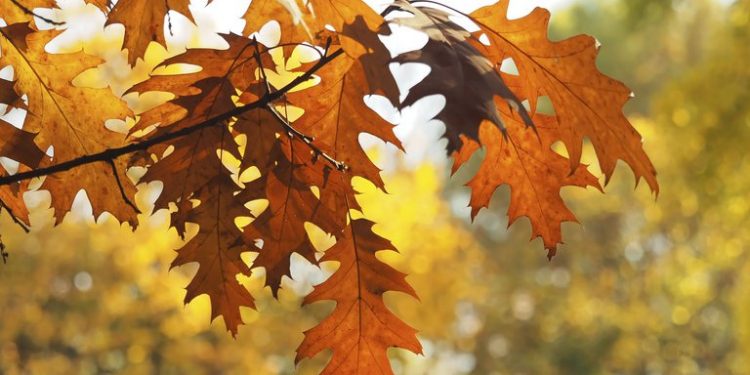 Hora y día del equinoccio de otoño este año
