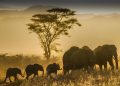 Imágenes asombrosas de animales en el mundo