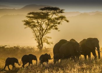 Imágenes asombrosas de animales en el mundo