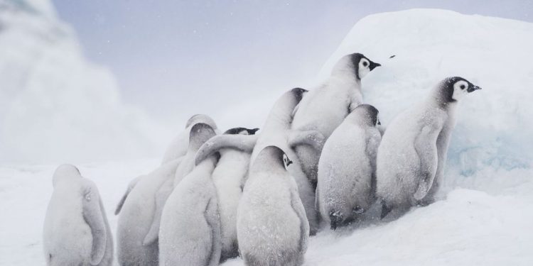 Imágenes asombrosas de animales en el mundo