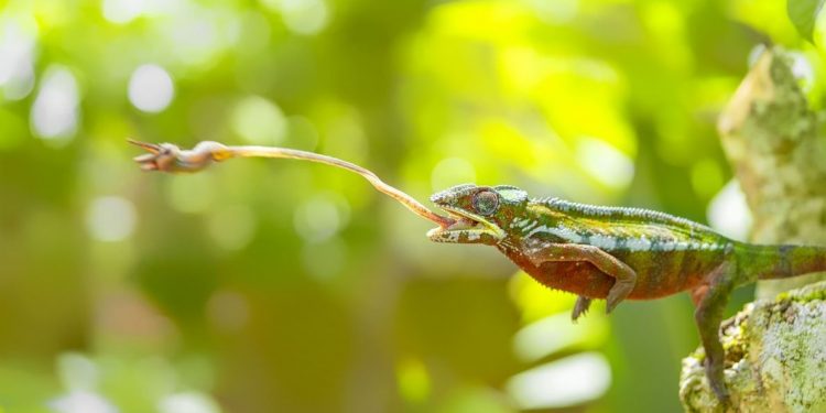 Imágenes asombrosas de animales en el mundo