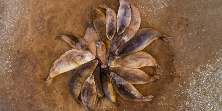 Imágenes asombrosas de animales en el mundo