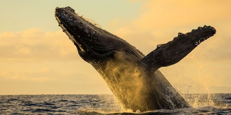 Imágenes asombrosas de animales en el mundo