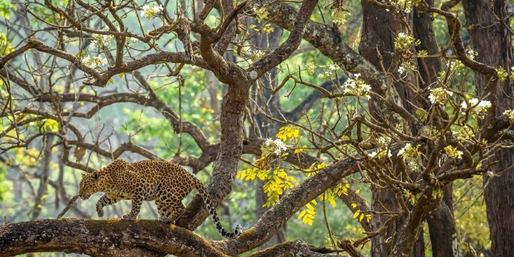 Imágenes asombrosas de animales en el mundo