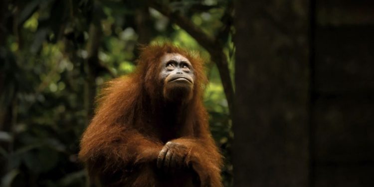 Imágenes asombrosas de animales en el mundo