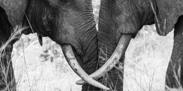 Imágenes asombrosas de animales en el mundo