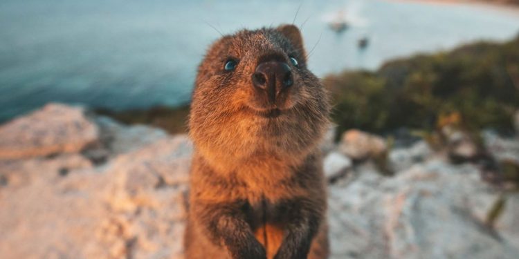 Imágenes asombrosas de animales en el mundo