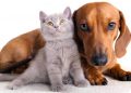 ¿Quieres esterilizar a tu mascota? Esta información te interesa