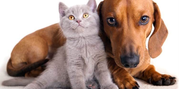 ¿Quieres esterilizar a tu mascota? Esta información te interesa