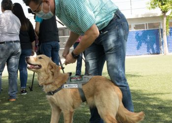 Tiene Sonora héroes caninos, entrenados para detectar COVID-19