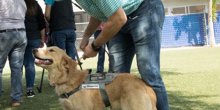 Tiene Sonora héroes caninos, entrenados para detectar COVID-19