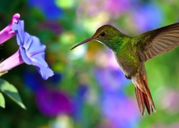 Si amas a los colibríes, esto te interesa