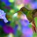 Si amas a los colibríes, esto te interesa