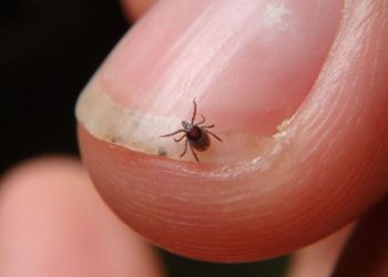 Una variedad de garrapata podría preferir instalarse en el cuerpo humano debido al cambio climático