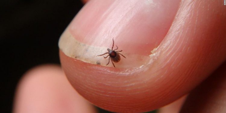 Una variedad de garrapata podría preferir instalarse en el cuerpo humano debido al cambio climático
