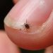 Una variedad de garrapata podría preferir instalarse en el cuerpo humano debido al cambio climático