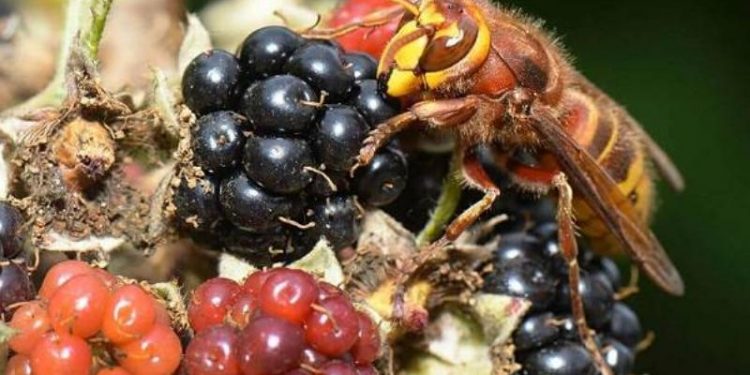 Pequeños asesinos del mundo