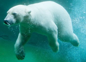 Los animales más peligrosos del mundo