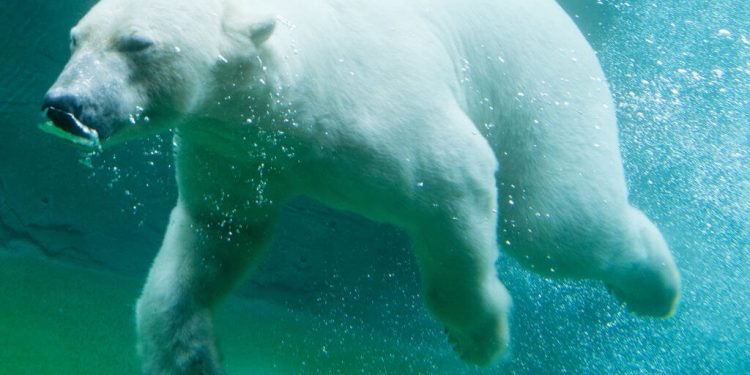 Los animales más peligrosos del mundo