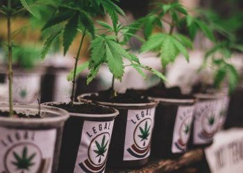 El “uso lúdico” de la marihuana