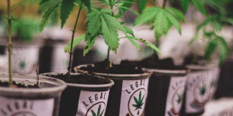 El “uso lúdico” de la marihuana