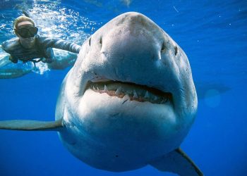 ¿Sabes distinguir cuándo un Tiburón es hembra o macho?