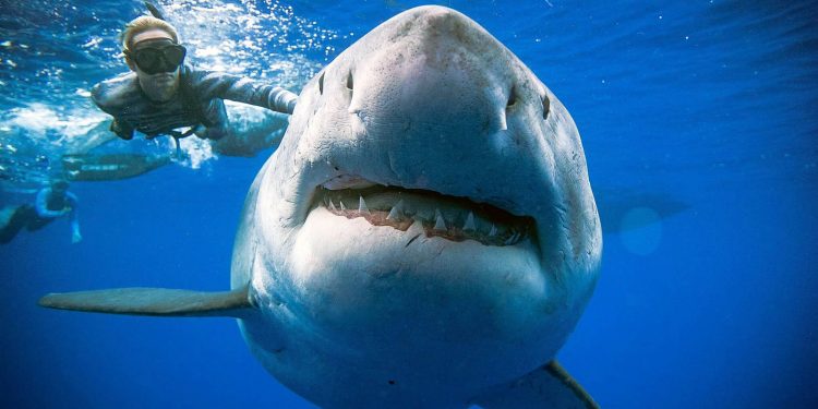 ¿Sabes distinguir cuándo un Tiburón es hembra o macho?