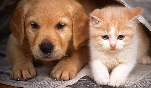 ¡Fuera pulgas! aléjalas de tus cachorros