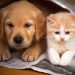 ¡Fuera pulgas! aléjalas de tus cachorros