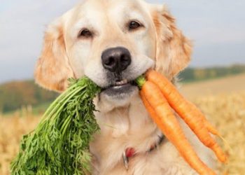 Frutas y verduras para la mascota perruna