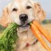 Frutas y verduras para la mascota perruna