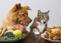La dieta vegana para las mascotas tiene sus consecuencias