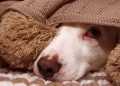 Cómo ayudar a las mascotas que temen al ruido de cohetes