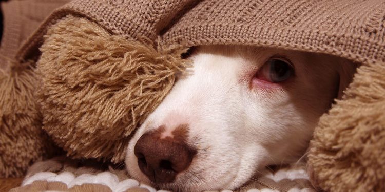 Cómo ayudar a las mascotas que temen al ruido de cohetes