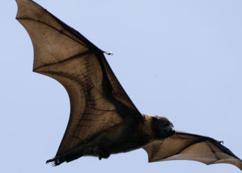 ¿El cambio climático impulsó la aparición del covid-19?