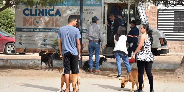 Reactivará ayuntamiento jornadas de esterilización en colonias