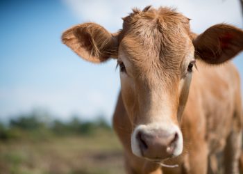 Sonora es líder en sanidad animal a nivel nacional