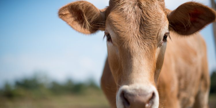 Sonora es líder en sanidad animal a nivel nacional