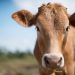 Sonora es líder en sanidad animal a nivel nacional