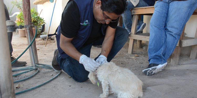 Notable descenso del 70 % en casos de Rickettsia en la entidad