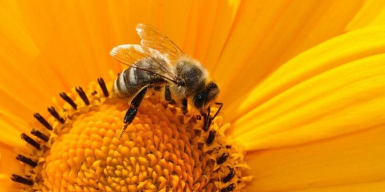 ¿Por qué no debes matar a las abejas?