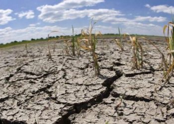 Impulsan Programa Emergente de Atención a la Sequía en el sector ganadero