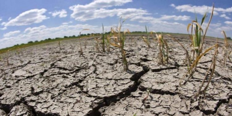 Impulsan Programa Emergente de Atención a la Sequía en el sector ganadero