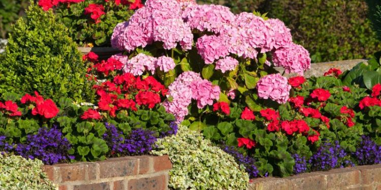 Las flores más resistentes para estar al sol