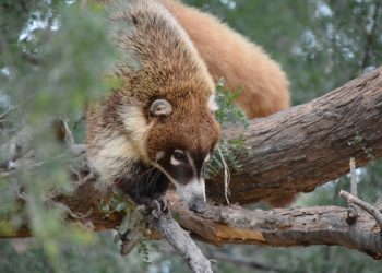 Reabren las puertas del Centro Ecológico de Sonora