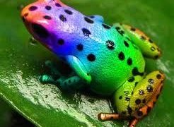 Animales increibles y muy raros que parecen de otro planeta