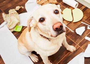 Cómo adiestrar a un perro desobediente