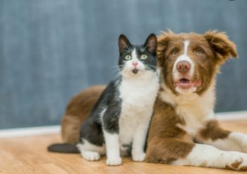Según esta investigación, los perros son más inteligentes que los gatos