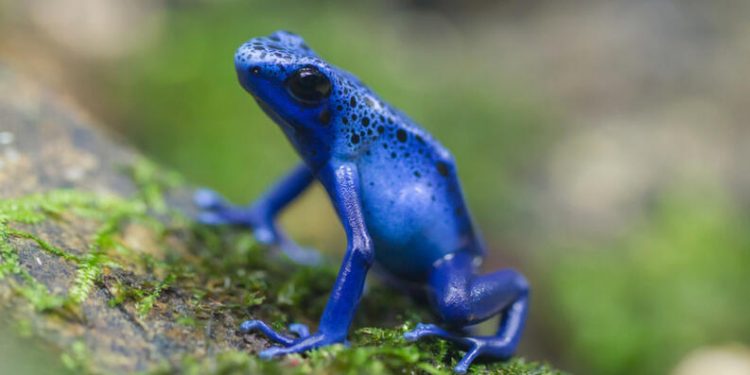 Animales increibles y muy raros que parecen de otro planeta