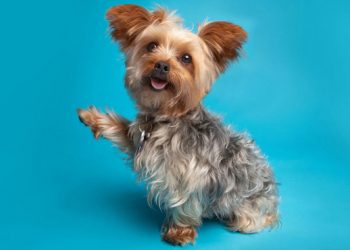 5 claves para entender el idioma de tu perro